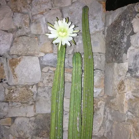 فندق Tenuta De Marco