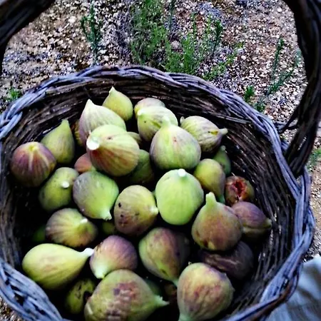Tenuta De Marco